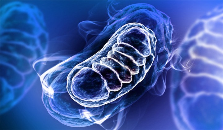Mitochondria Are the 'Canary in the Coal Mine' for Cellular Stress