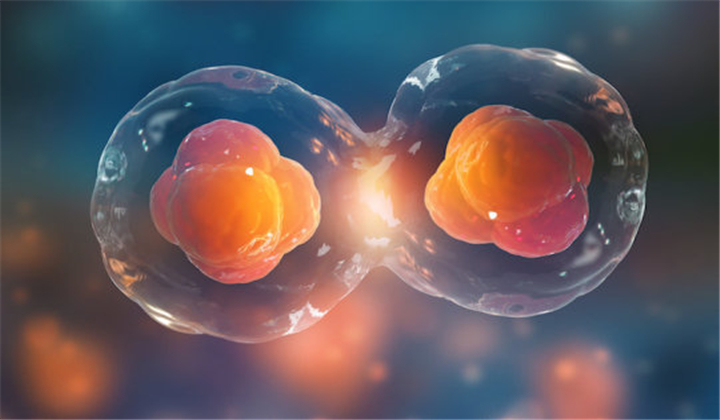 Unprecedented Single-Cell Studies in Virtual Embryo