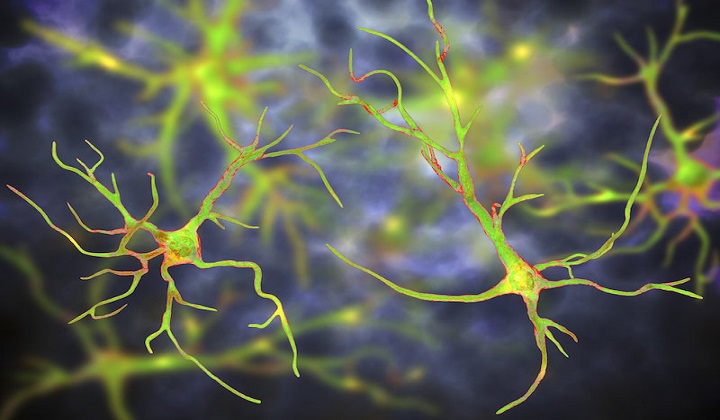 One-Time Treatment Generates New Neurons, Eliminates Parkinson's Disease in Mice
