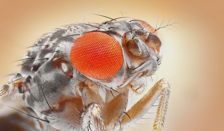 Optical Illusions Explained in A Fly's Eyes
