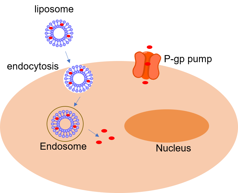 Application of Liposome-Based Drug Co-Delivery System for the Reversal of Multidrug Resistance in Cancer Treatment