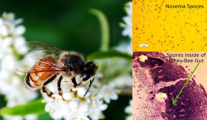 Parasite Hijacks Iron in Honey Bees