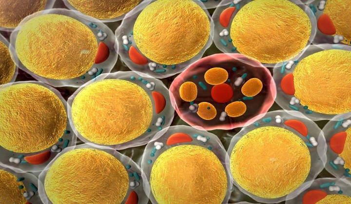 In Case of Nuclear Disaster: Stem Cells Derived From Fat Show Promise as a Treatment for Mass Radiat