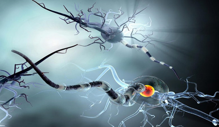 How COVID-19 Worms Its Way Into the Brain – Explaining Baffling Neurological Symptoms