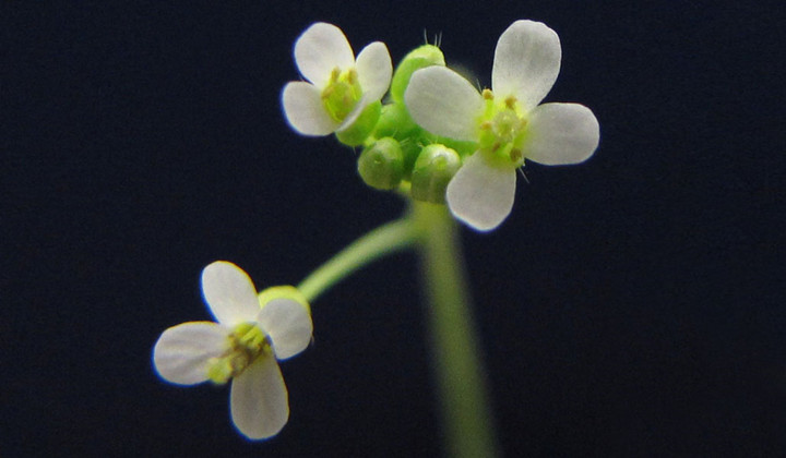 A Widely Studied Lab Plant Has Revealed A Previously Unknown Organ