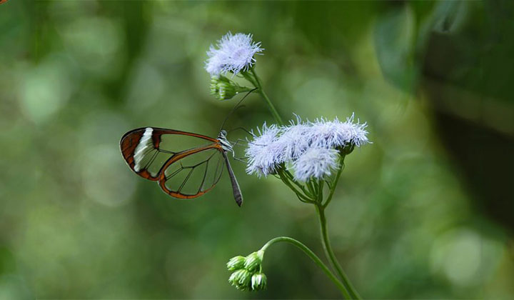 Scientists See the Invisible: How Butterflies Make Transparent Wings