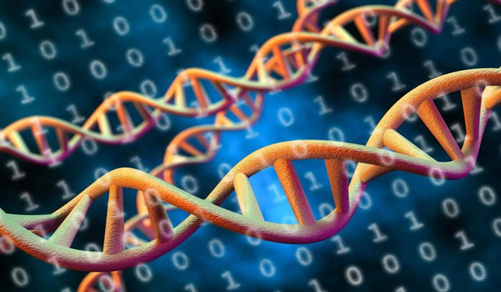 Translation Software Enables Efficient Storage of Massive Amounts of Data in DNA Molecules