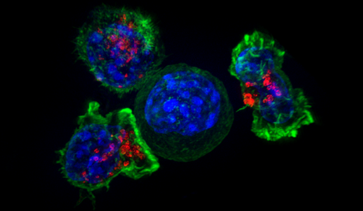 Unsung Heroes: T Cells
