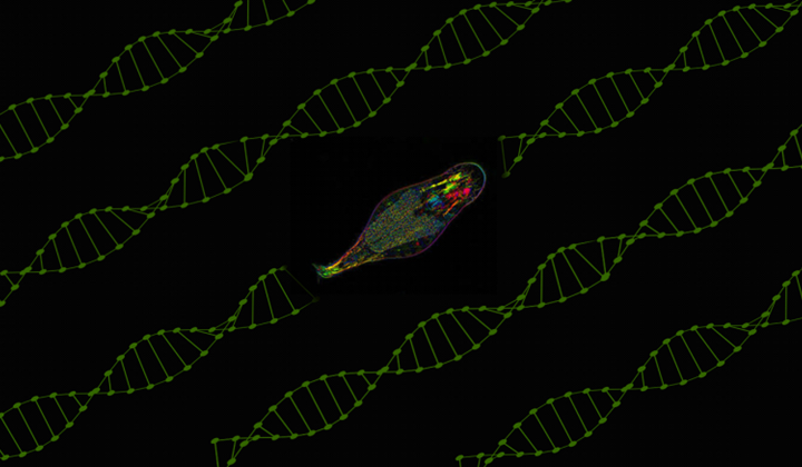 New DNA Modification System Discovered in Animals – 