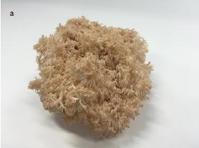 Neuroprotective and Anticarcinogenic Properties of Hericium Mushrooms and the Active Constituents Associated with These Effects: A Review