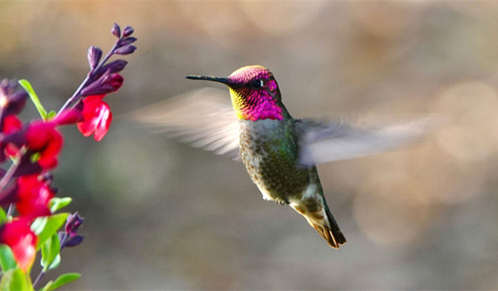 High Altitudes May Be a Climate Refuge for Some Birds, But Not These Hummingbirds