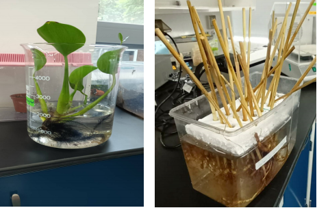 Investigation of the Effectiveness of Aquatic Plants in Filtering Contaminated Water