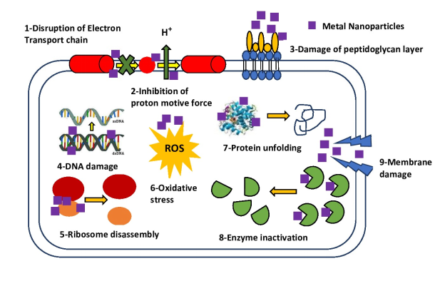 Antibacterial Properties of Metal and Metal Oxide Nanoparticles-An  Overview