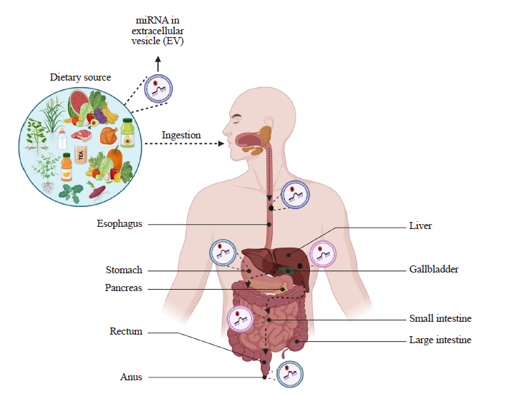 Dietary microRNAs (miRNAs) and Their Cutting-Edge Use in Food  Science