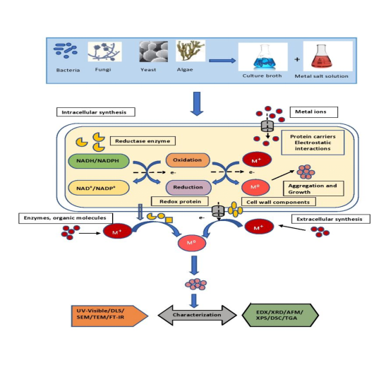 Synthesis and Characterization of Nanoparticles for Antimicrobial Applications-A Review