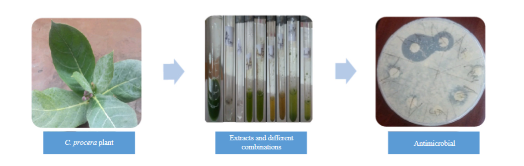 Synergistic Combinatorial Strategy for Combating Antimicrobial Resistance (AMR) in Clinical Bacteria by Combining Antibiotics with Plant Extracts