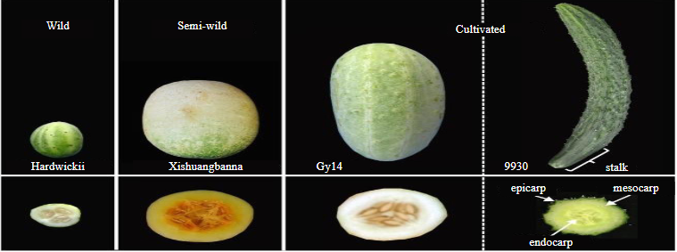 Phytochemical, Nutritional and Medicinal Profile of Cucumis sativus L. (Cucumber)