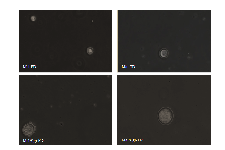 Impact of Encapsulation Wall Materials and Drying Method on Physicochemical Properties and Digestibility of Encapsulated Chayote (Sechium edule (Jacq.) Swartz) and Kohlrabi (Brassica oleracea var gongylodes L.) Extracts